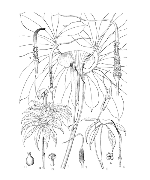 Natural compounds from  Arisaema heterophyllum